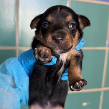 Terrier Dogs Available for Adoption - Violet | PetCurious