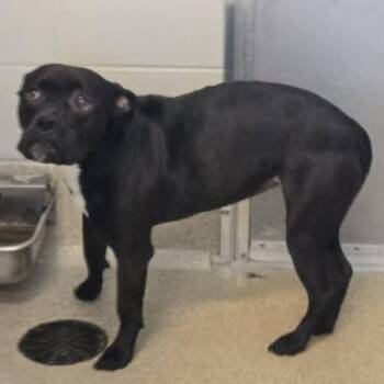 Bella -  Pit Bull Terrier and Mixed Breed Dog for Adoption in Bristol, Indiana - Bella | PetCurious