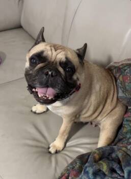 French Bulldog Dogs Available for Adoption in Fort Lauderdale, Florida - Kenzie | PetCurious