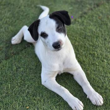 Jazz -  Pointer and Dalmatian Dog for Adoption in Farmington, Minnesota - Jazz | PetCurious