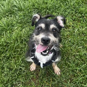Chex Mix -  Miniature Schnauzer Dog for Adoption in Mineral Point, Wisconsin - Chex Mix | PetCurious