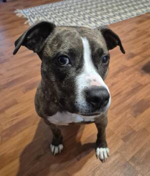 Piggy B -  Staffordshire Bull Terrier Dog for Adoption in Darlington, South Carolina - Piggy B | PetCurious
