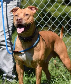 Pit Bull Terrier and Mixed Breed Dogs Available for Adoption - Charlie | PetCurious