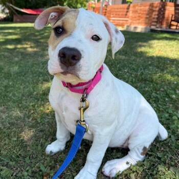 Dolly $475 -  American Bulldog and Pit Bull Terrier Dog for Adoption in Milwaukee, Wisconsin - Dolly $475 | PetCurious