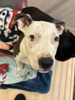 Jackfruit -  Pit Bull Terrier and Mixed Breed Dog for Adoption in Bellevue, Washington - Jackfruit | PetCurious