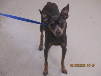 Miniature Pinscher Dogs Available for Adoption in Marietta, Georgia - (207) | PetCurious