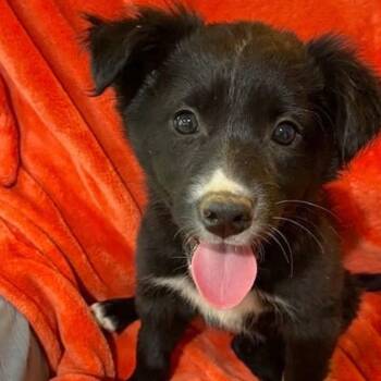 Ella Langley -  Mixed Breed Dog Available for Adoption in Nantucket, Massachusetts - Ella Langley | PetCurious