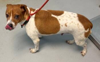 Pen 184c Puppers -  Terrier Dog for Adoption in Lawrenceville, Georgia - Pen 184c Puppers | PetCurious