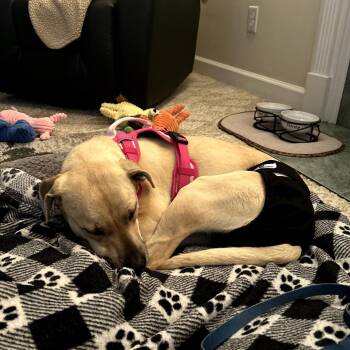 Yellow Labrador Retriever and Mixed Breed Dogs Available for Adoption in Chapel Hill, North Carolina - Sandy | PetCurious