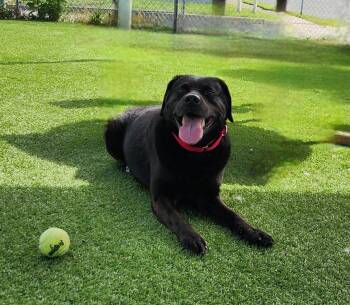 Kol -  Black Labrador Retriever Dog for Adoption - Kol | PetCurious