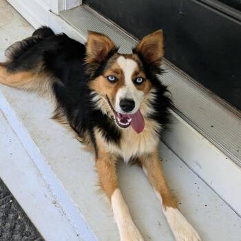 Rescue Collie Dogs for Adoption in Pembroke, Massachusetts - Roxie | PetCurious