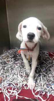 HORN SHARK -  Pointer and Mixed Breed Dog for Adoption in St. Louis, Missouri - HORN SHARK | PetCurious