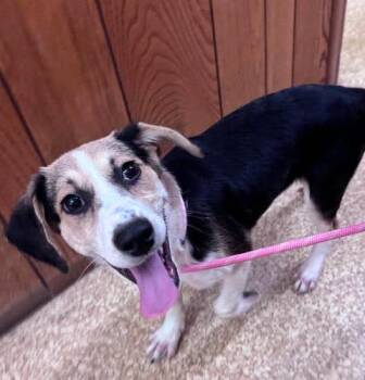 Polly -  Beagle and Mixed Breed Dog for Adoption in Kent, Washington - Polly | PetCurious