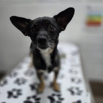 Ricca -  Chihuahua and Mixed Breed Dog for Adoption in Incline Village, Nevada - Ricca | PetCurious