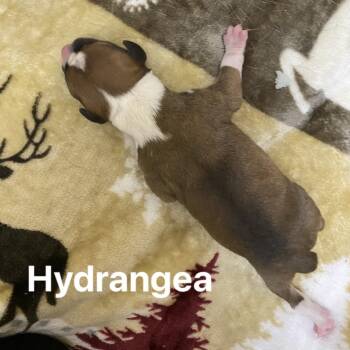 Rescue Beagle and Terrier Dogs for Adoption in Jacksboro, Tennessee - Hydrangea | PetCurious