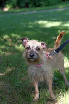 Mixed Breed Dogs Available for Adoption - Foxy | PetCurious