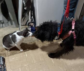 Waffle -  Australian Shepherd and Standard Poodle Dog for Adoption in Hillside, Illinois - Waffle | PetCurious