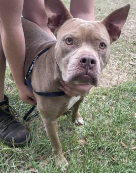 Rescue Bull Terrier Dogs for Adoption in Troy, Alabama - Gizzy | PetCurious