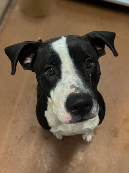Athena -  Pit Bull Terrier Dog for Adoption in Winfield, Kansas - Athena | PetCurious