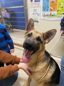 German Shepherd Dog Dogs Available for Adoption - Otis | PetCurious