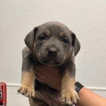 Mixed Breed Dogs Available for Adoption in Durango, Colorado - Irene | PetCurious