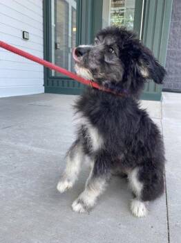 Saffron -  Australian Shepherd and Mixed Breed Dog for Adoption in Fergus Falls, Minnesota - Saffron | PetCurious