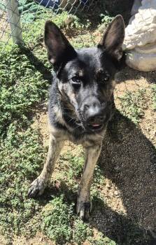 Rico Suave -  German Shepherd Dog Dog for Adoption in Sierra Vista, Arizona - Rico Suave | PetCurious