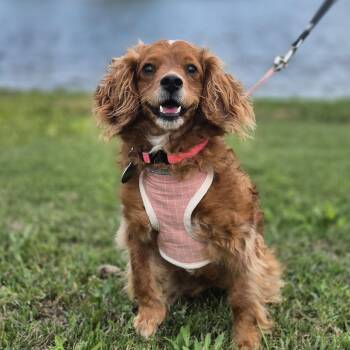 Ladybird -  Cavalier King Charles Spaniel and Miniature Poodle Dog for Adoption in Metairie, Louisiana - Ladybird | PetCurious