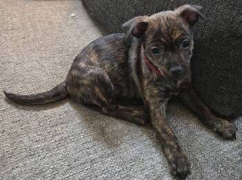 Rescue Chihuahua Dogs for Adoption in Plymouth, Michigan - Ruby | PetCurious