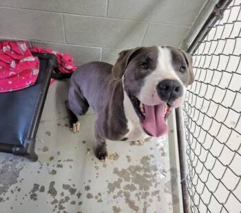 Pit Bull Terrier Dogs Available for Adoption in Camden, Tennessee - Bud | PetCurious