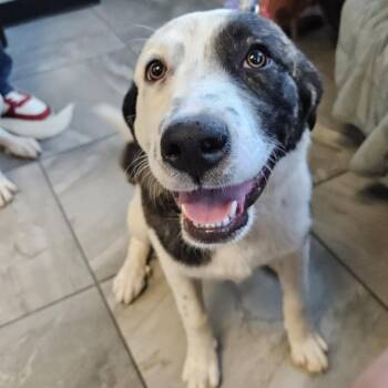 Lola -  Chocolate Labrador Retriever Dog for Adoption in Las Vegas, Nevada - Lola | PetCurious
