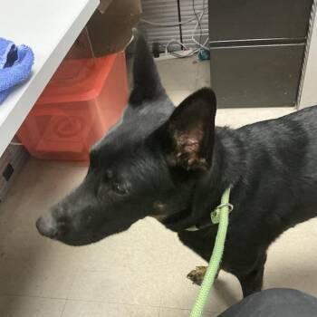 Revelie -  German Shepherd Dog Dog for Adoption in Saint Joseph, Missouri - Revelie | PetCurious