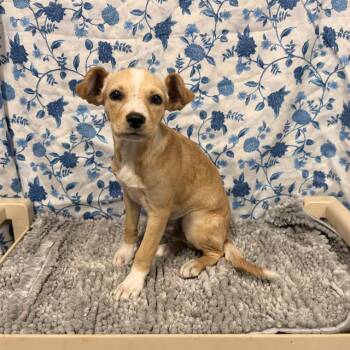 A611992 -  Pit Bull Terrier and Labrador Retriever Dog for Adoption in Modesto, California - A611992 | PetCurious