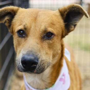 Hound Dogs Available for Adoption - GRIMLI | PetCurious