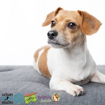 Margo (Naro) -  Beagle and Mixed Breed Dog for Adoption in Pinellas Park, Florida - Margo (Naro) | PetCurious