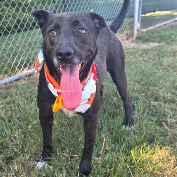 Rescue Black Labrador Retriever Dogs for Adoption in Angleton, Texas - Randall Raisin | PetCurious