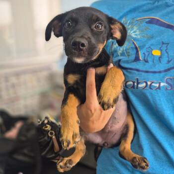 Sheva -  Shepherd Dog for Adoption in Wahiawa, Hawaii - Sheva | PetCurious