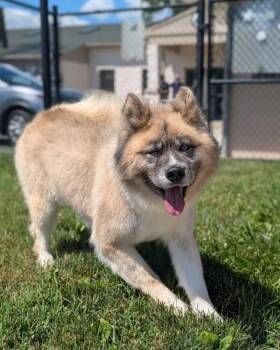 Achilles -  Akita and Siberian Husky Dog for Adoption in Hamilton Township, New Jersey - Achilles | PetCurious