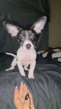 Chihuahua and Shih Tzu Dogs Available for Adoption in Gainesville, Virginia - Ziggy (Coming The 13th) | PetCurious