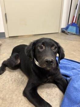 26-508 -  Labrador Retriever and Mixed Breed Dog for Adoption in Barnesville, Georgia - 26-508 | PetCurious