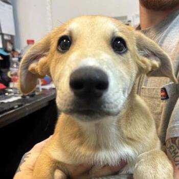 Chandler -  Mixed Breed Dog for Adoption in Spokane, Washington - Chandler | PetCurious