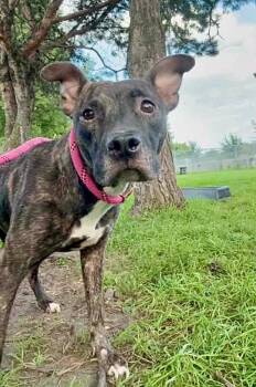 Theresa -  Pit Bull Terrier Dog for Adoption in Chicago, Illinois - Theresa | PetCurious