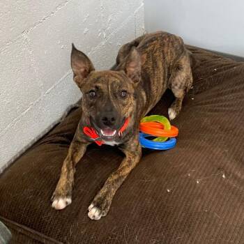 Briskett -  Feist and American Bulldog Dog for Adoption in Roanoke, Virginia - Briskett | PetCurious