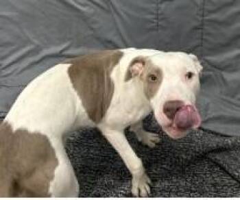 Scotch Bonnet -  Pit Bull Terrier and Mixed Breed Dog for Adoption in West Memphis, Arkansas - Scotch Bonnet | PetCurious