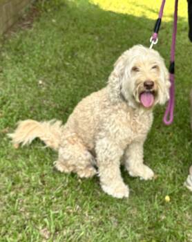 Bella Doodle -  Poodle and Australian Shepherd Dog for Adoption in Garner, North Carolina - Bella Doodle | PetCurious