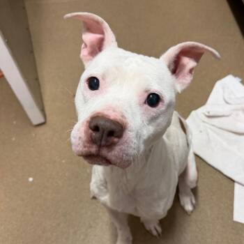 Mixed Breed Dogs Available for Adoption - Ripley | PetCurious