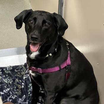 Dory -  Mixed Breed Dog for Adoption in Murray, Utah - Dory | PetCurious