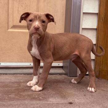 Pit Bull Terrier Dogs Available for Adoption in Fenton, Michigan - Scone  | PetCurious