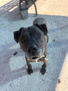 Rescue Mastiff Dogs for Adoption in Philadelphia, Pennsylvania - Dean Winchester | PetCurious