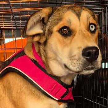 German Shepherd Dog Dogs Available for Adoption in Mount Bethel, Pennsylvania - Starr | PetCurious